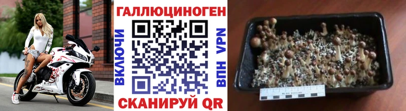 Купить где  Сусуман  Псилоцибиновые грибы прущие грибы 